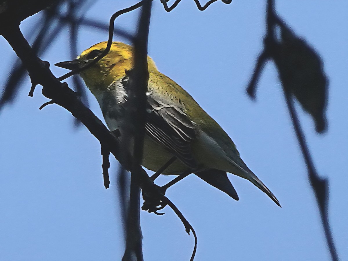 Black-throated Green Warbler - ML642117939