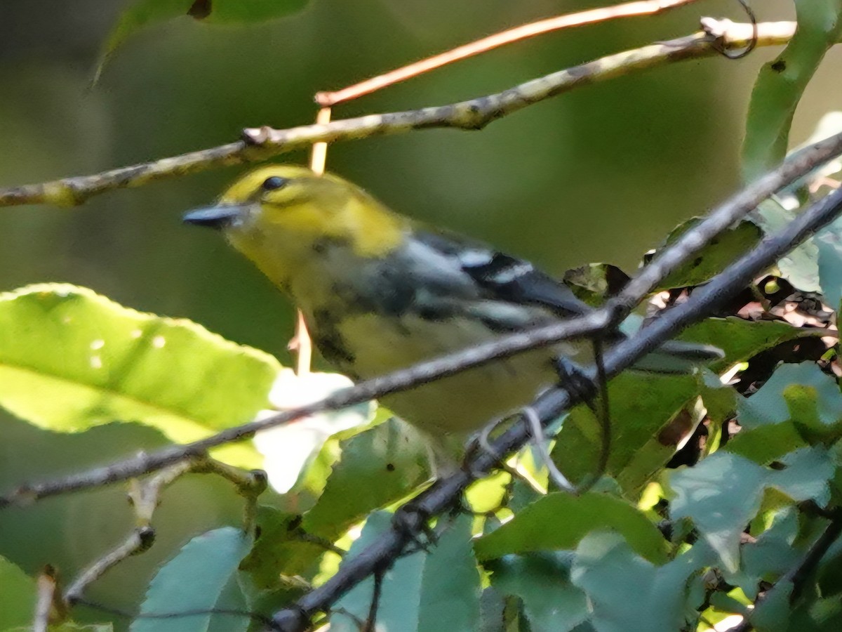 Black-throated Green Warbler - ML642117940