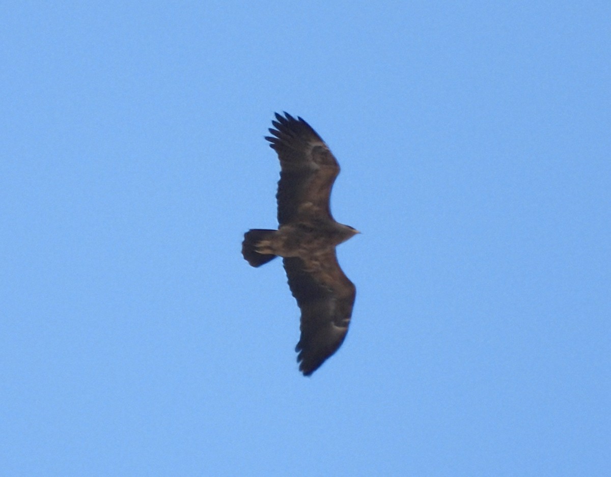 Aquila anatraia minore - ML642117941