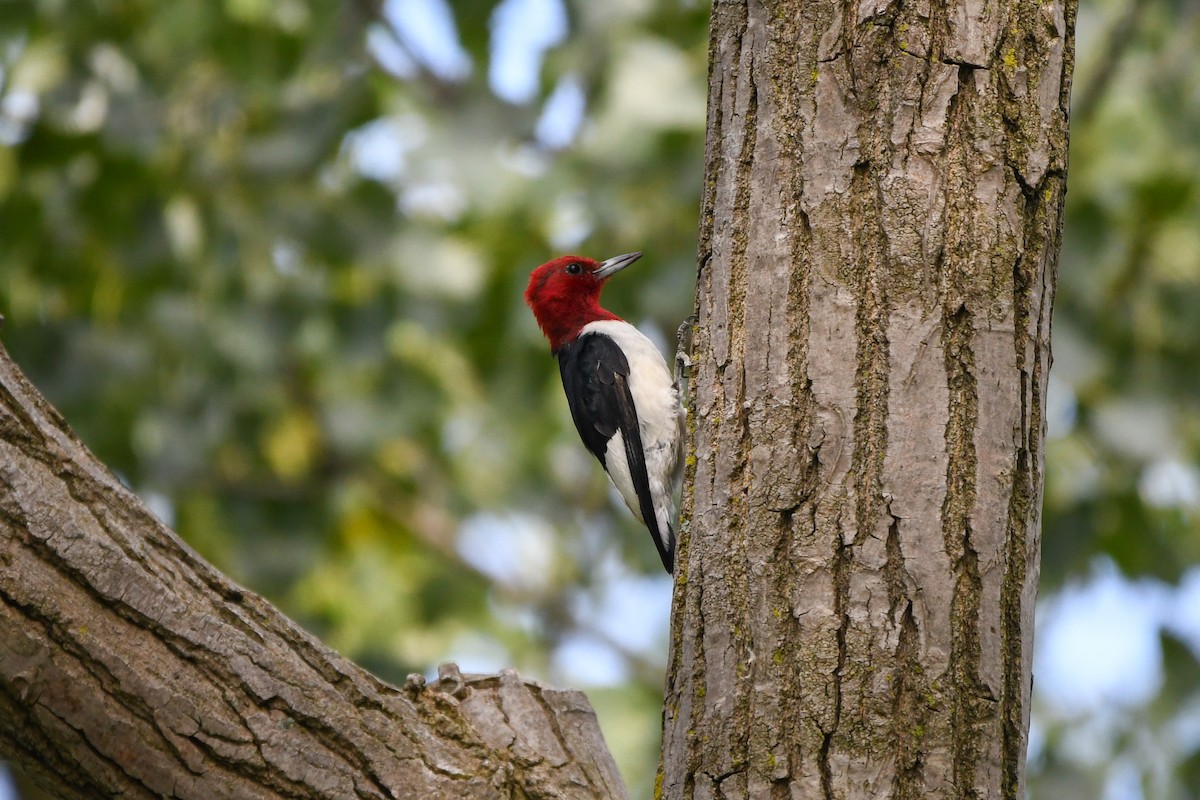 Red-headed Woodpecker - ML642117945