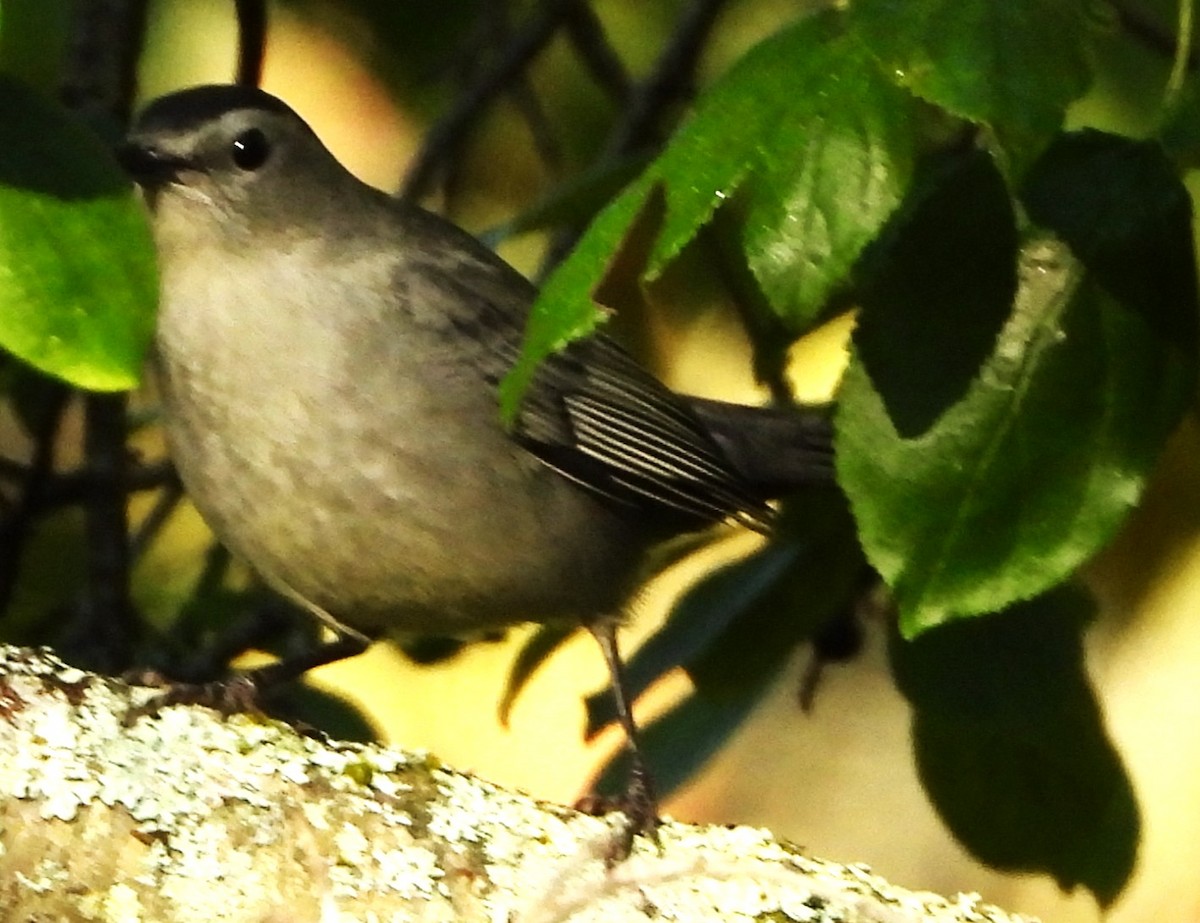Gray Catbird - ML642117947