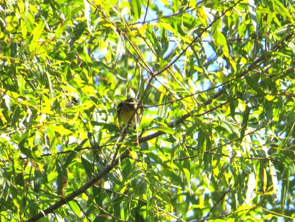 Blackburnian Warbler - ML642117948