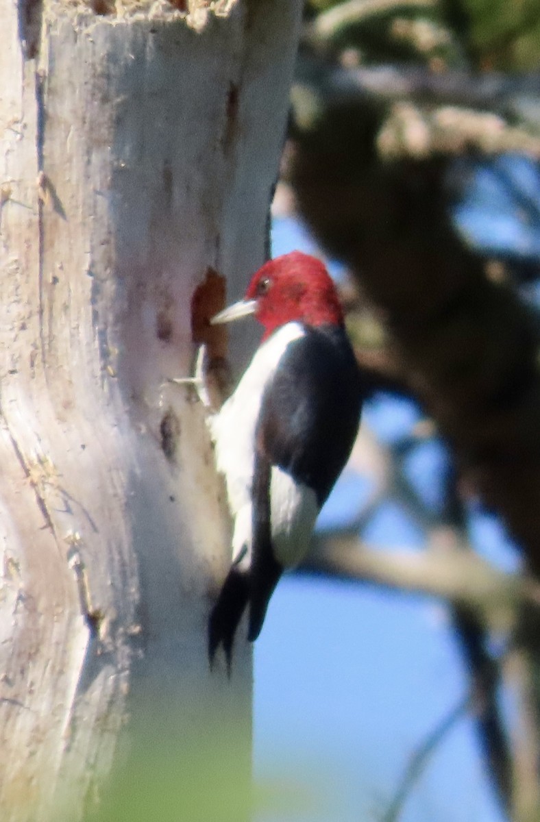 Red-headed Woodpecker - ML642117950