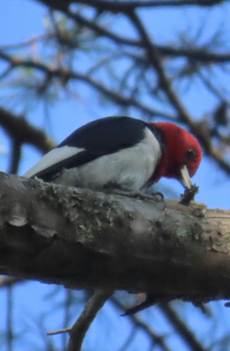Red-headed Woodpecker - ML642117951