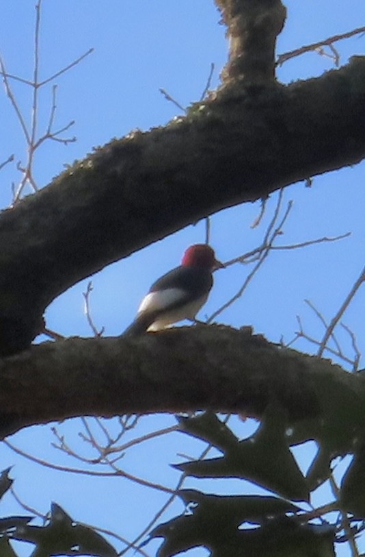 Red-headed Woodpecker - ML642117952