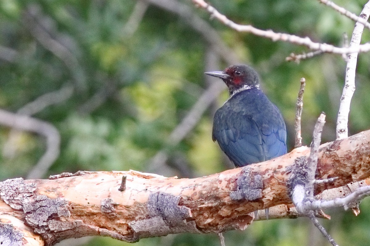 Lewis's Woodpecker - ML642117956