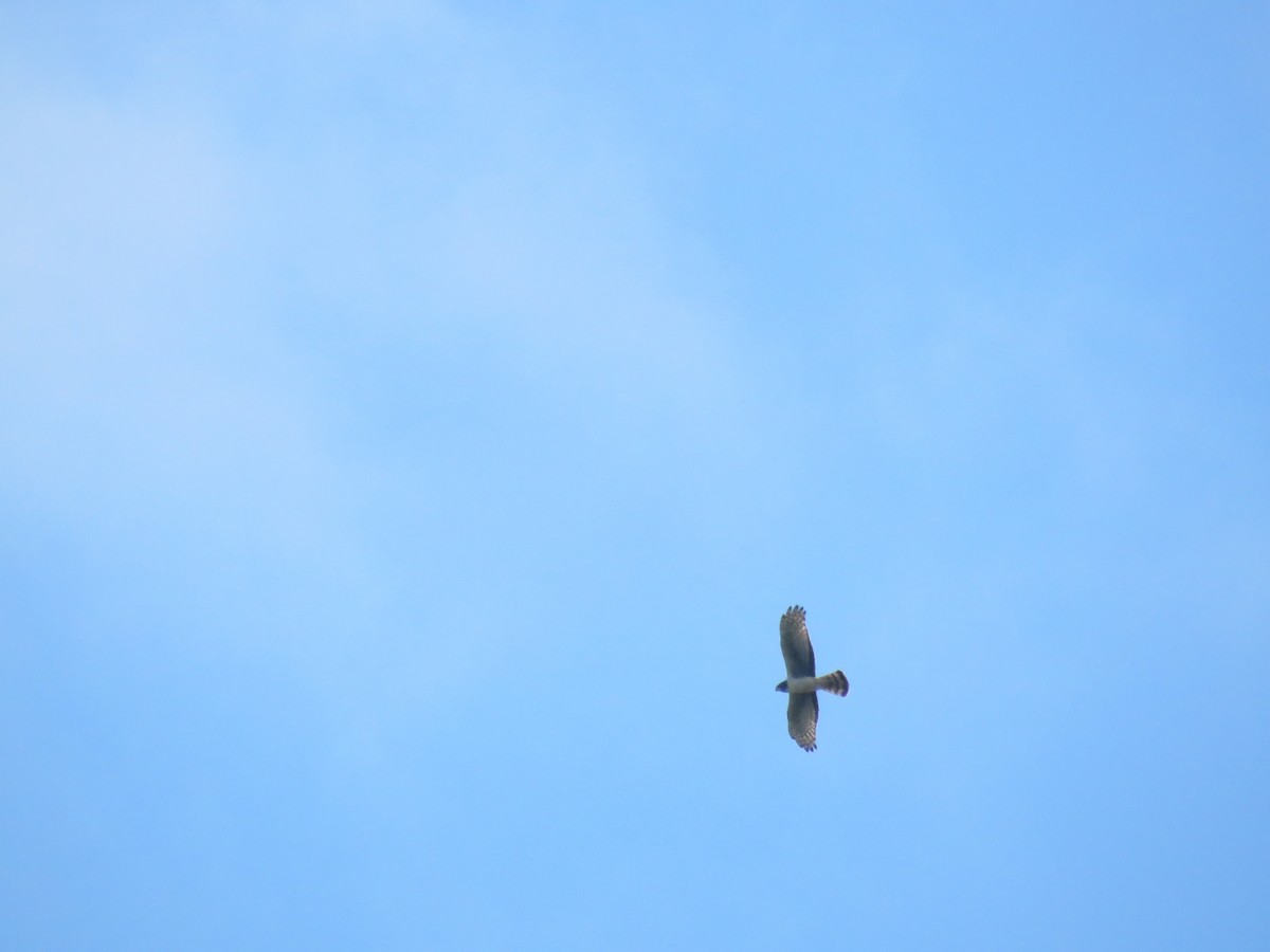 Long-winged Harrier - ML642117958