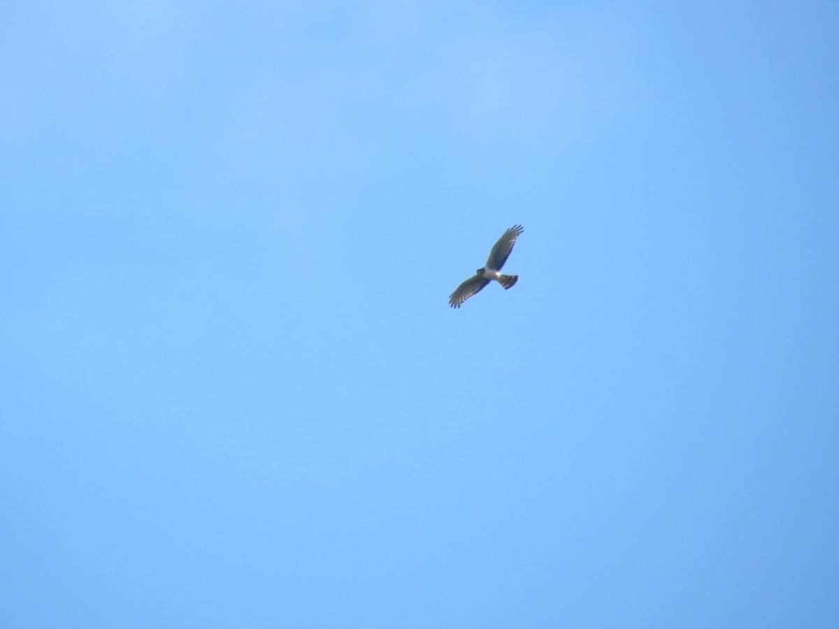 Long-winged Harrier - ML642117959