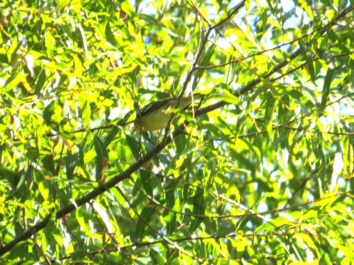 Blackburnian Warbler - ML642117960
