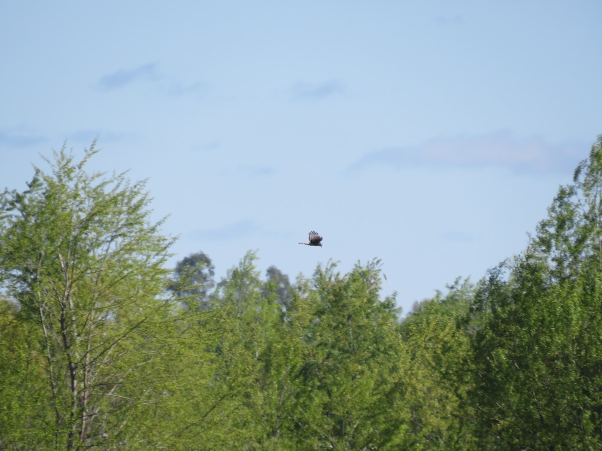 Long-winged Harrier - ML642117963