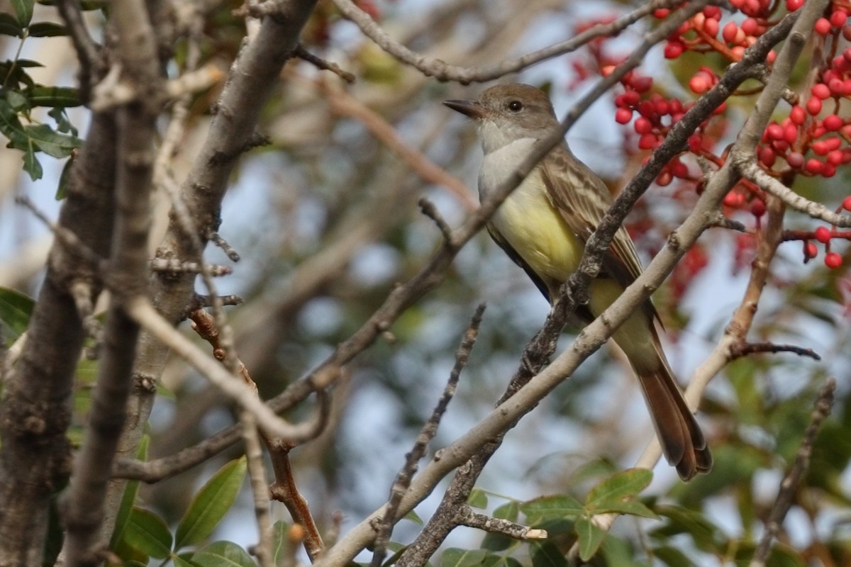 Myiarchus sp. - ML642117964