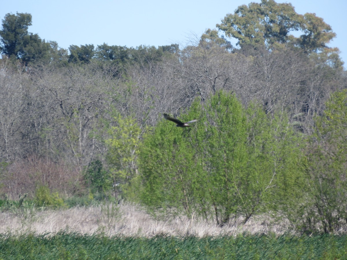 Long-winged Harrier - ML642117965