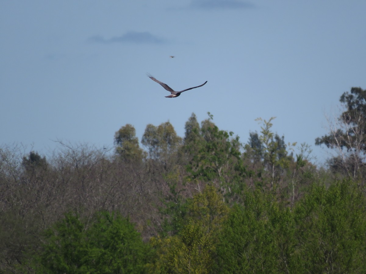 Long-winged Harrier - ML642117966