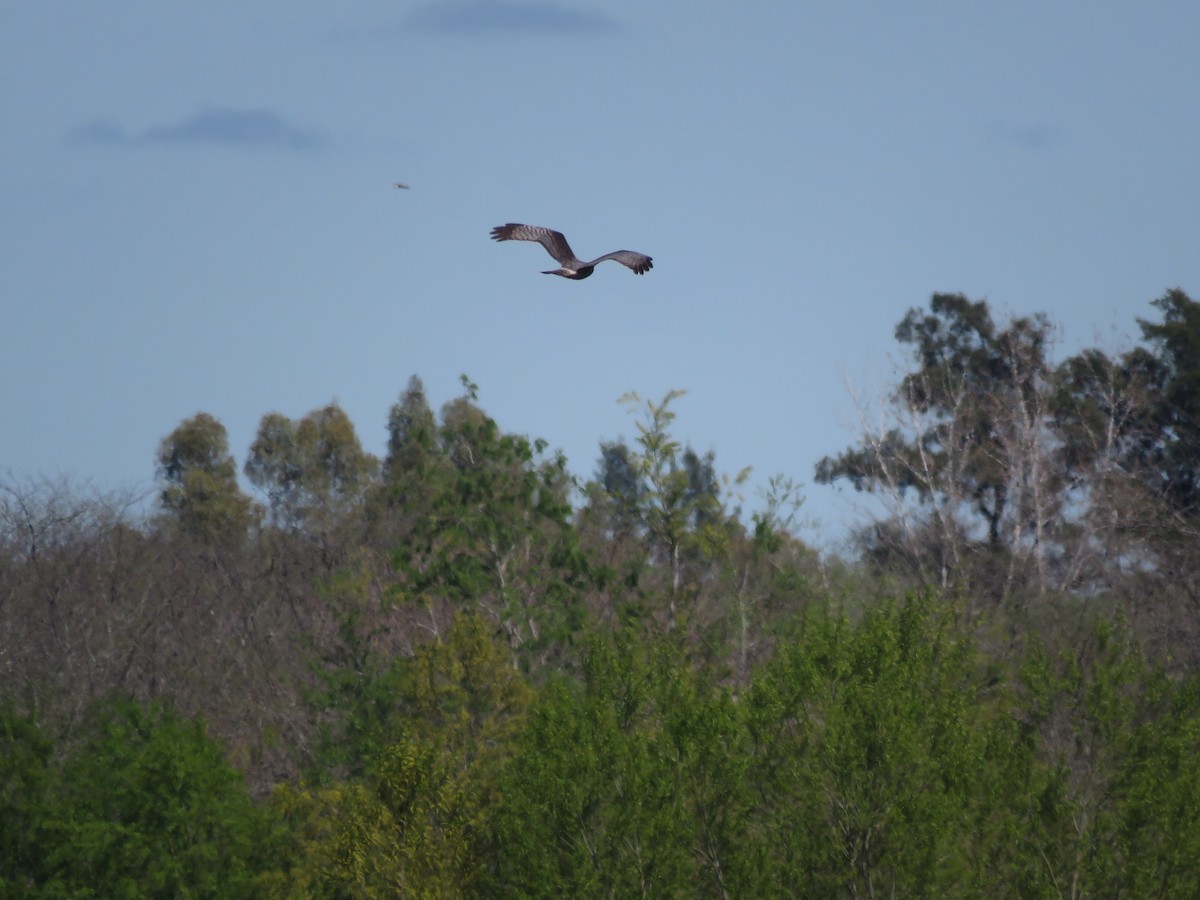 Long-winged Harrier - ML642117967