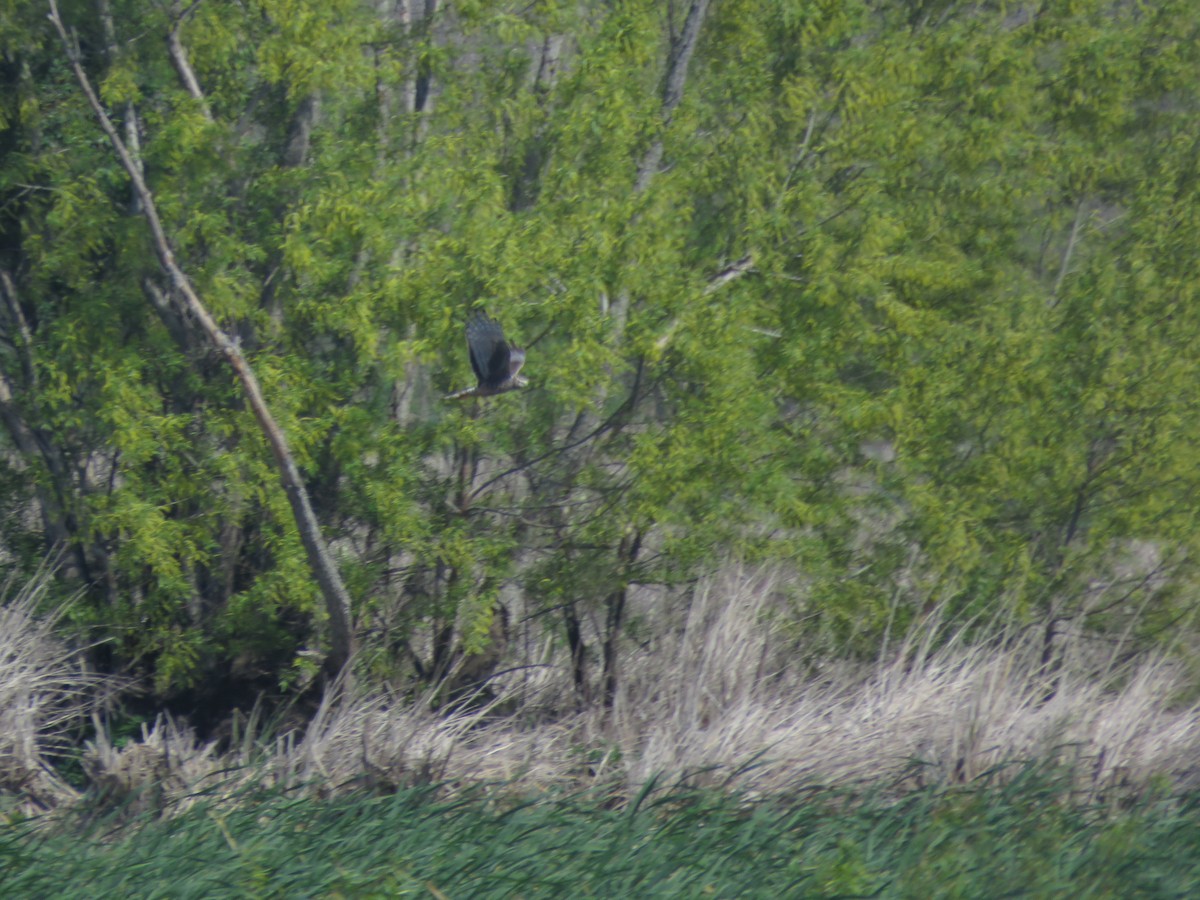 Long-winged Harrier - ML642117968