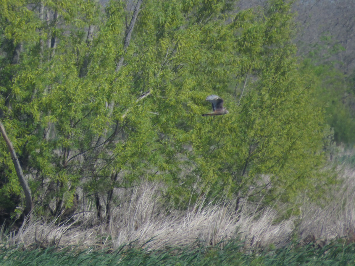 Long-winged Harrier - ML642117969