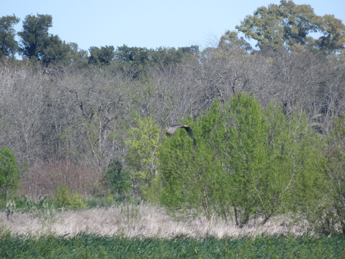 Long-winged Harrier - ML642117970
