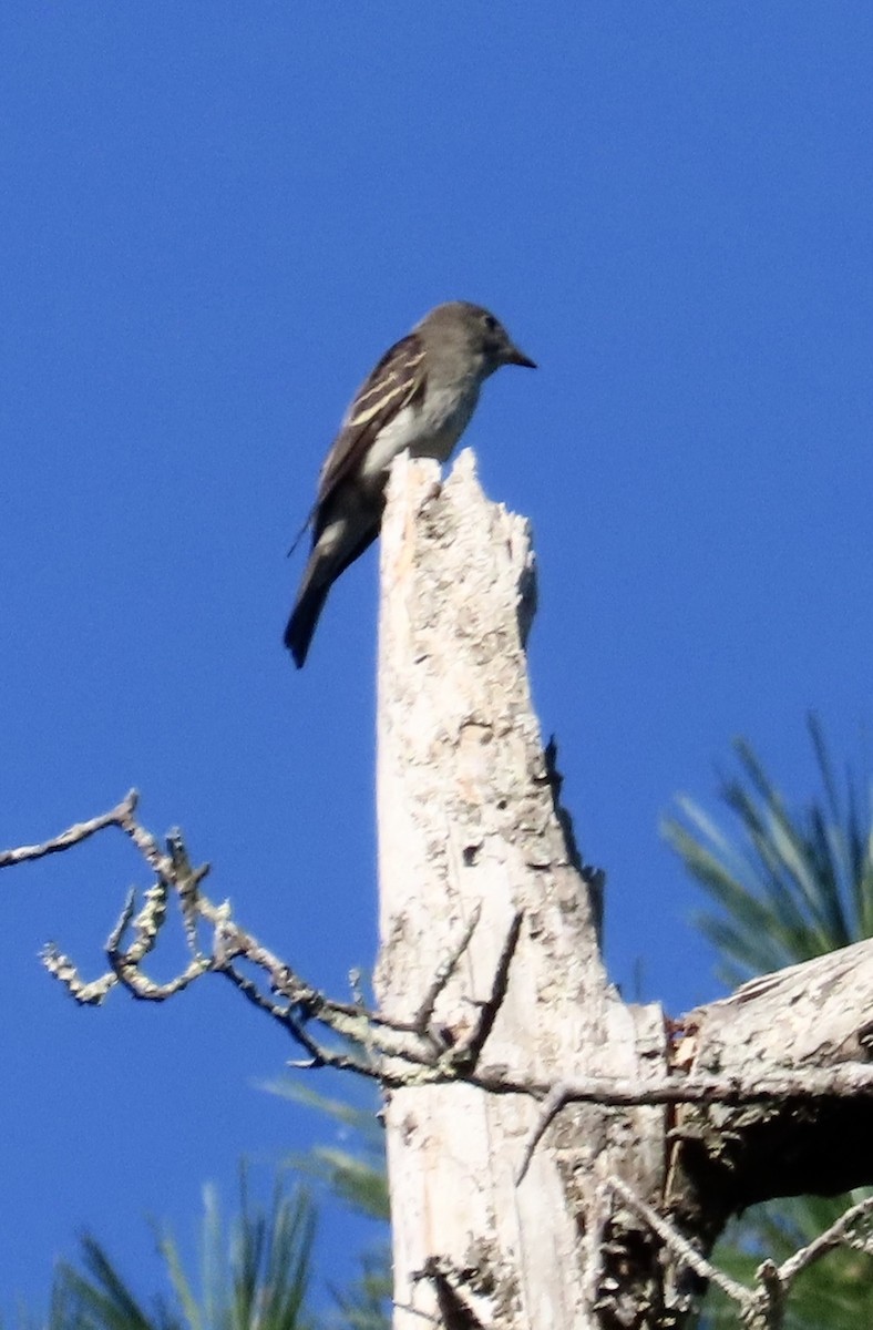 Eastern Wood-Pewee - ML642117972