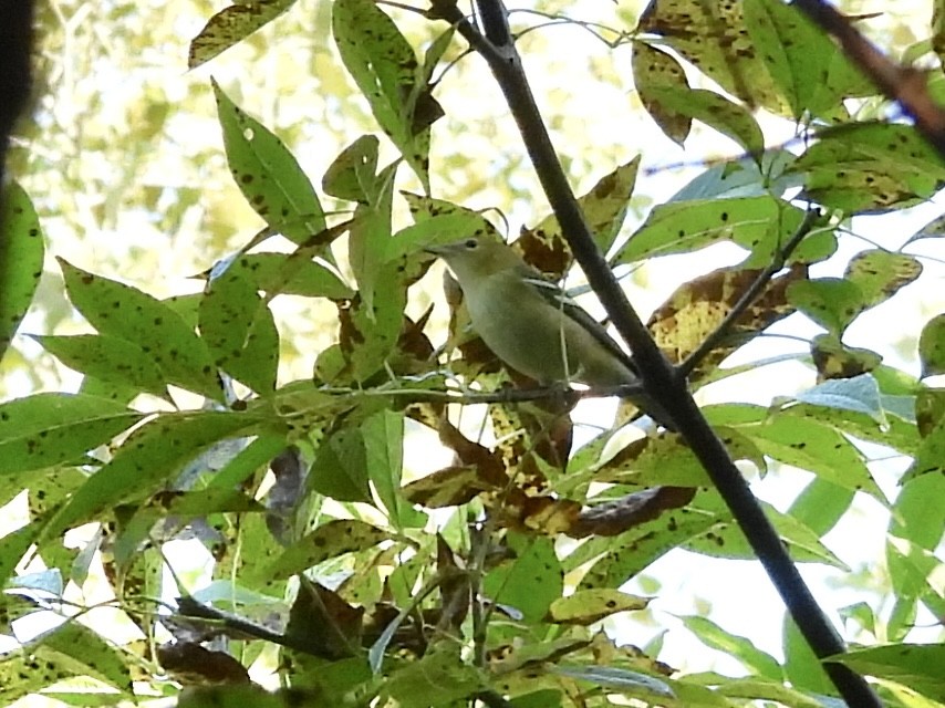 Bay-breasted Warbler - ML642117981