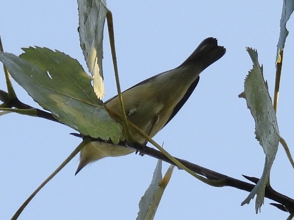 Bay-breasted Warbler - ML642117982