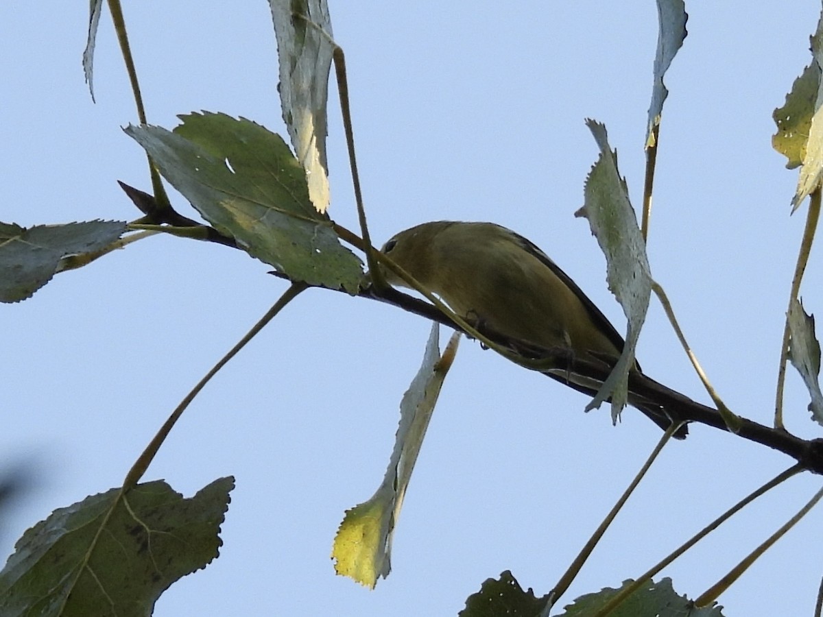 Bay-breasted Warbler - ML642117983