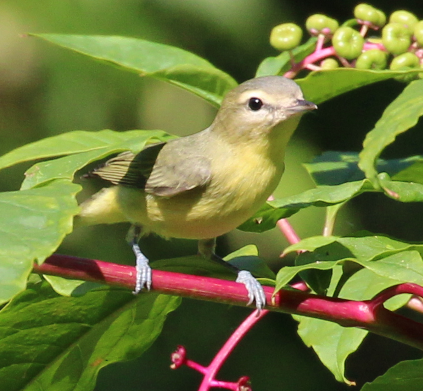 Philadelphia Vireo - ML642117985