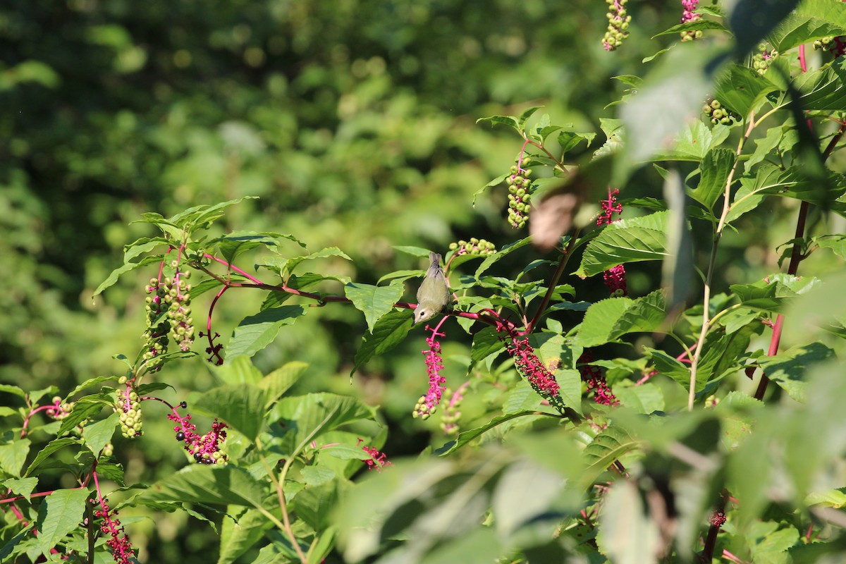 Philadelphia Vireo - ML642117990