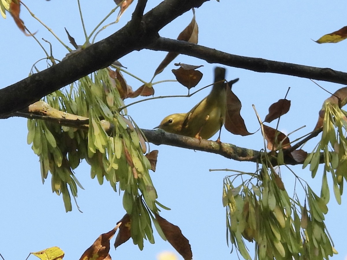 Blackpoll Warbler - ML642118007