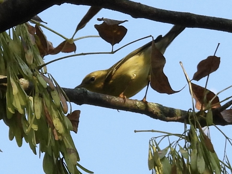 Blackpoll Warbler - ML642118008