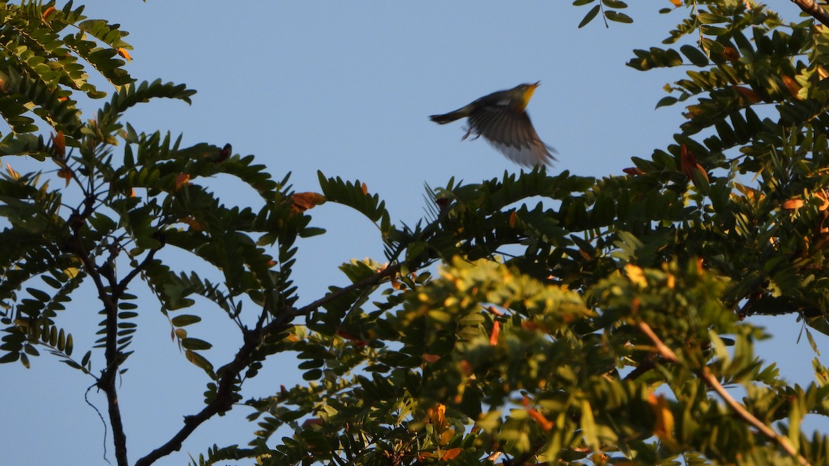 Northern Parula - ML642118020