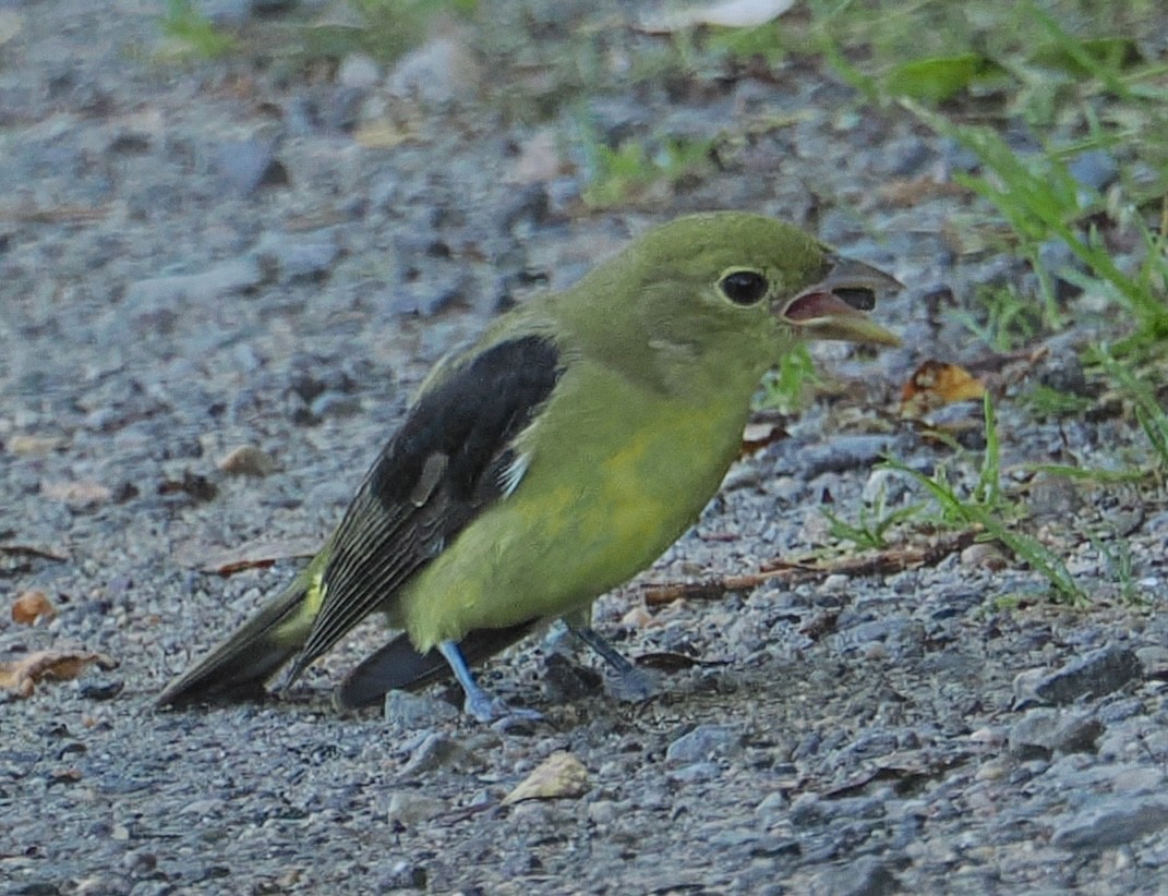 Piranga gorri-beltza - ML642118023