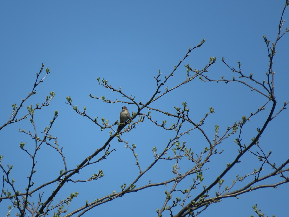 Pale-breasted Spinetail - ML642118072