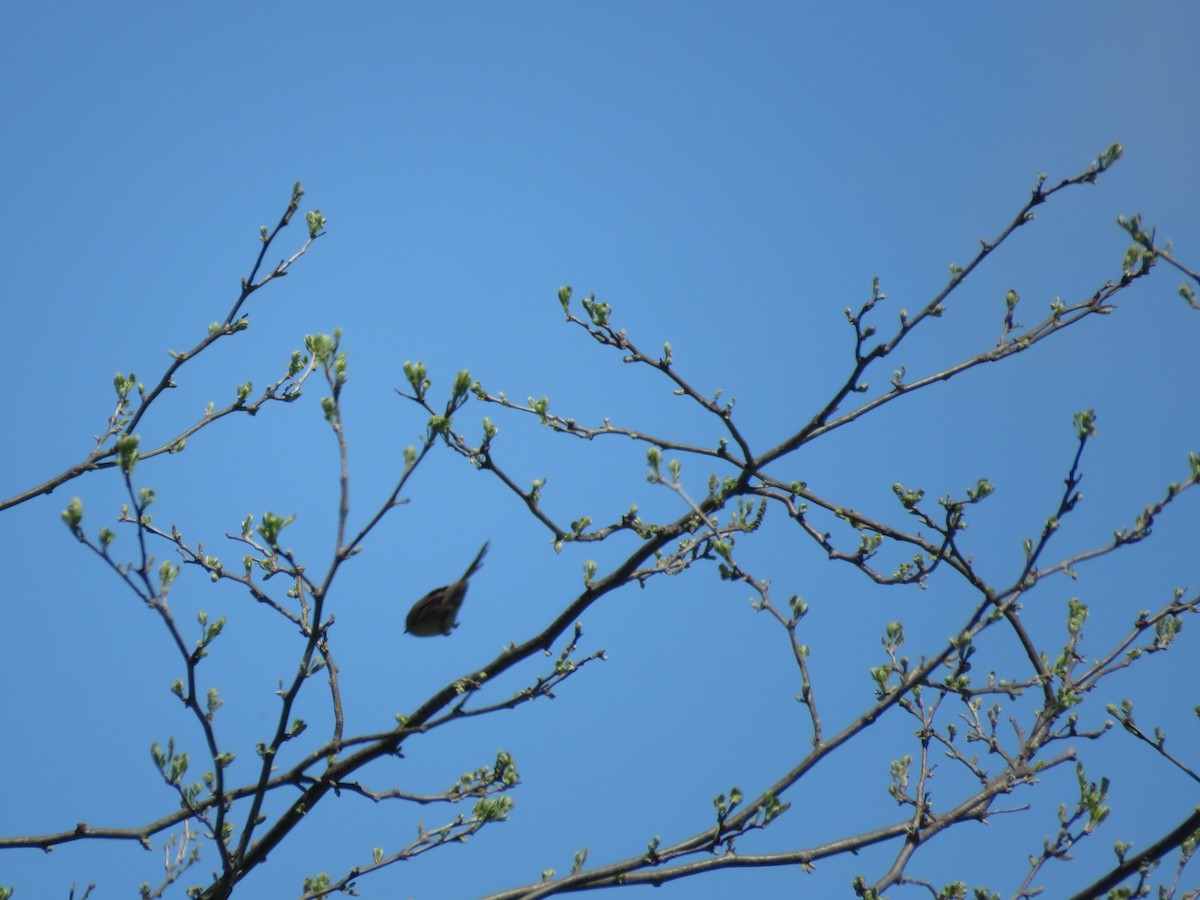 Pale-breasted Spinetail - ML642118073