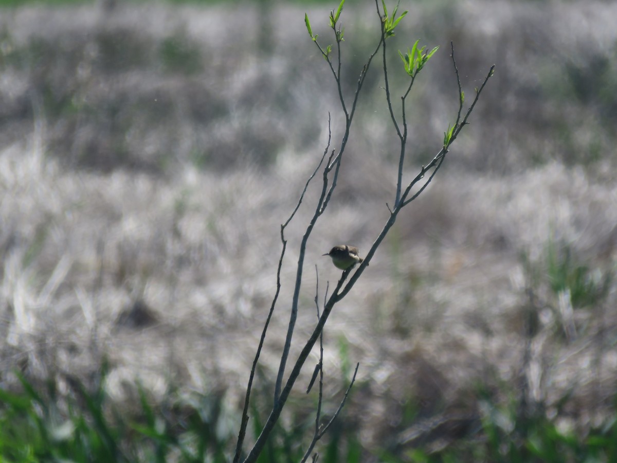 Pale-breasted Spinetail - ML642118074