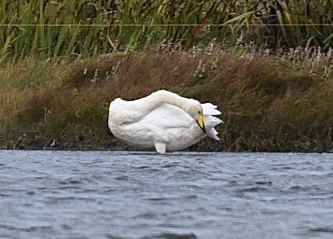 Whooper Swan - ML642118079
