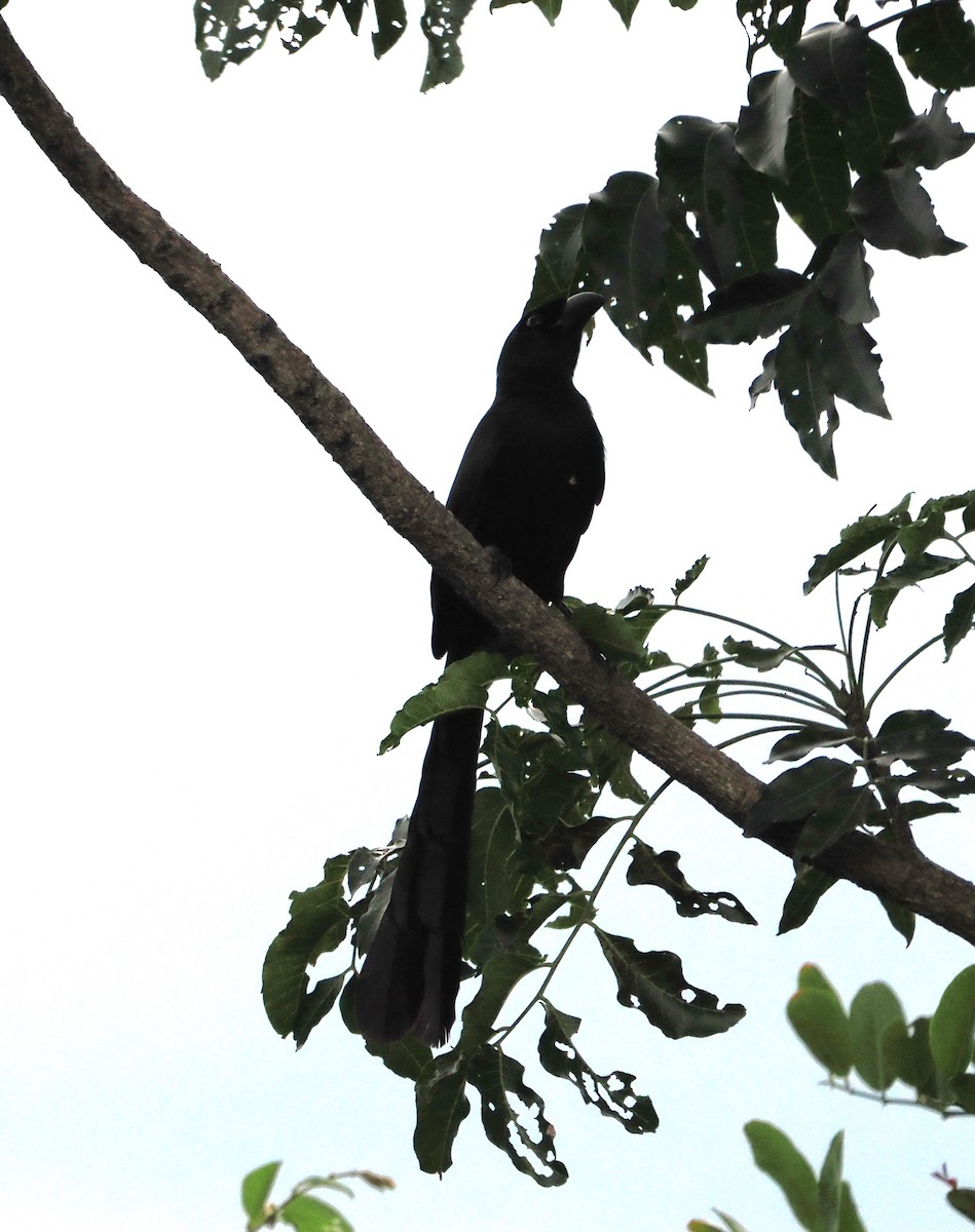 Racket-tailed Treepie - Jannik Beninde
