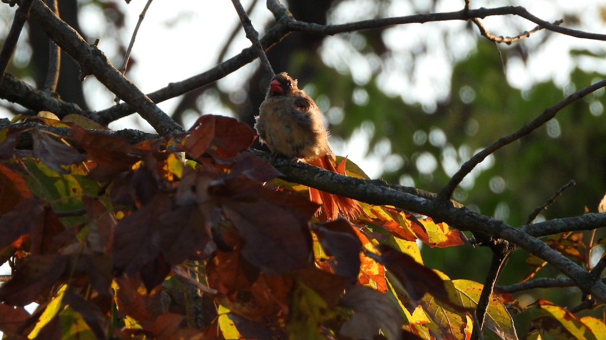 Northern Cardinal - ML642118091