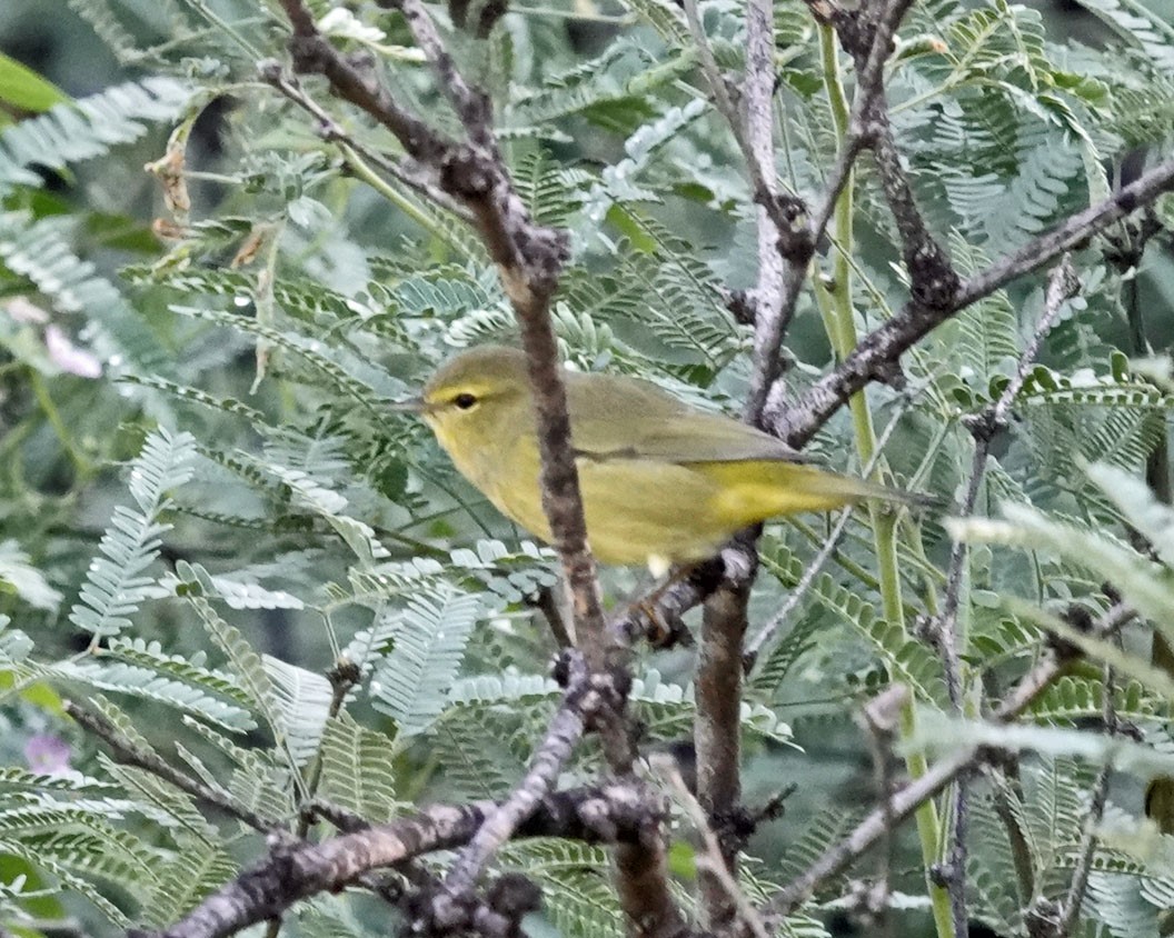 Orange-crowned Warbler - ML642118112