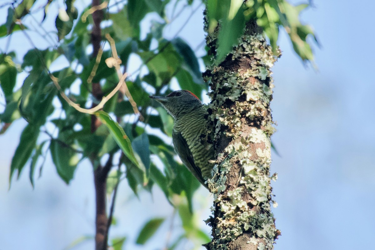 Fine-banded Woodpecker - ML642118113