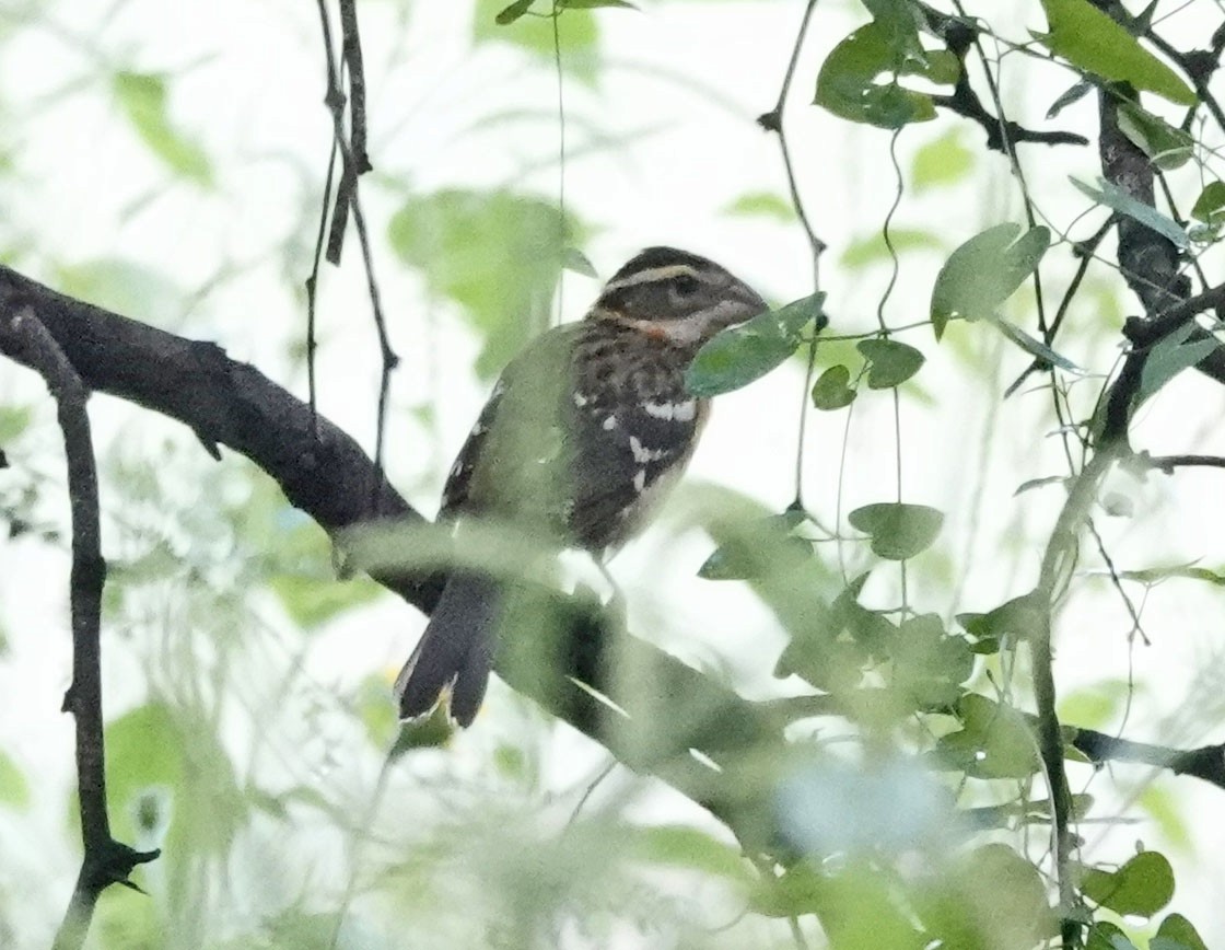 Black-headed Grosbeak - ML642118120