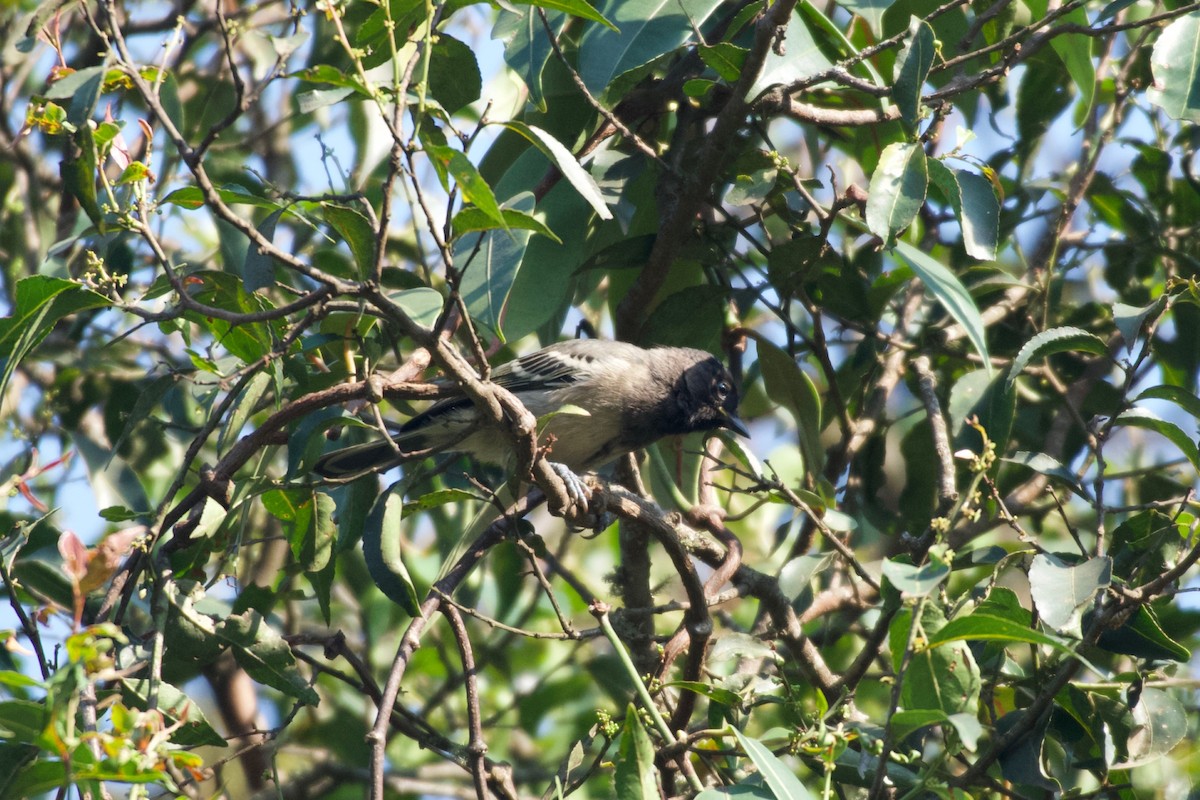 Stripe-breasted Tit - ML642118122