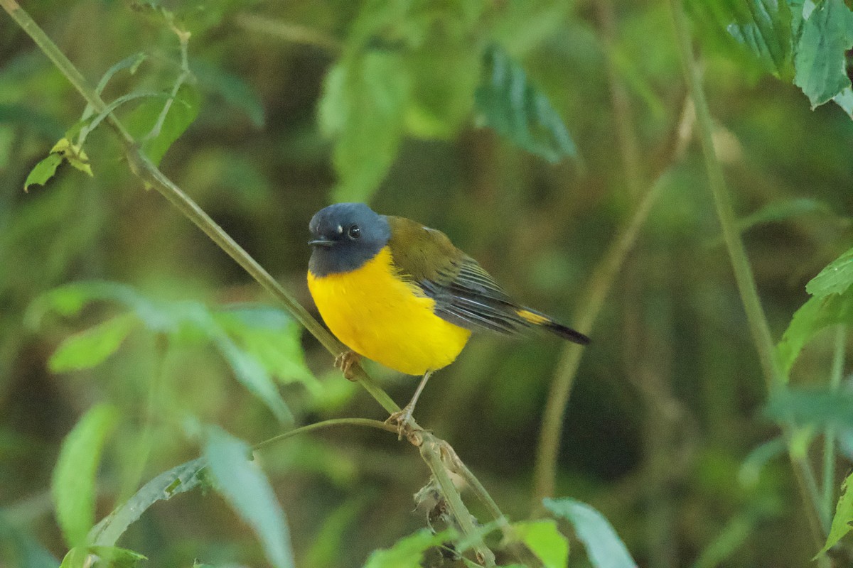 White-starred Robin - ML642118129