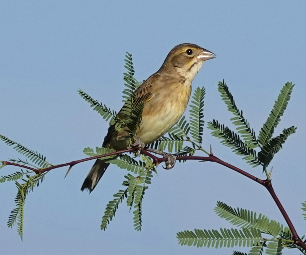 Dickcissel - ML642118132