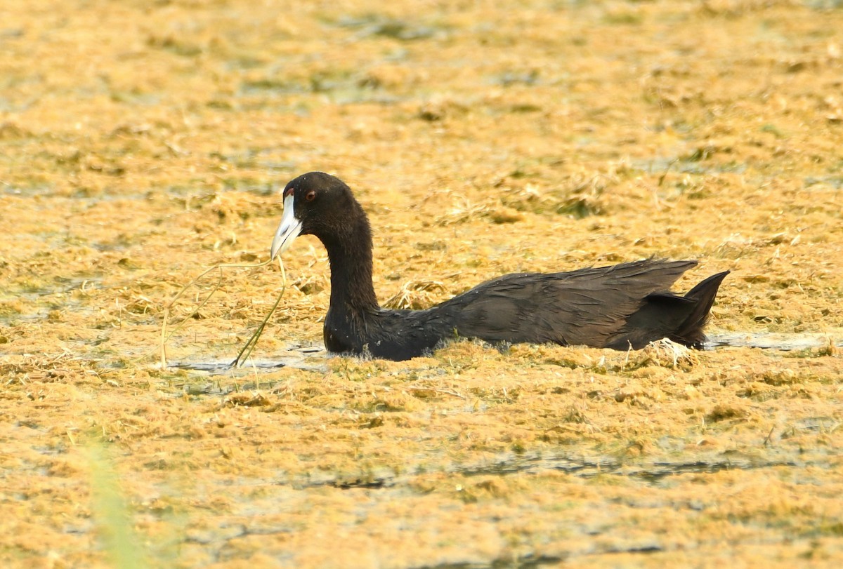 Red-knobbed Coot - ML642118158