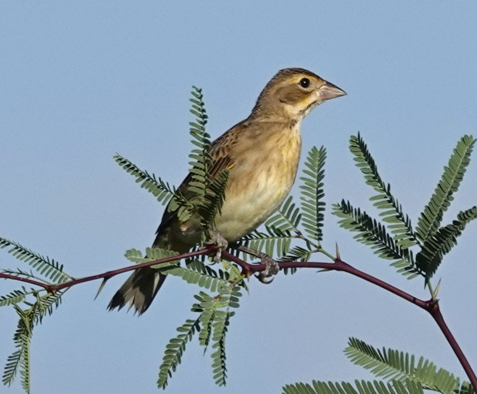 Dickcissel - ML642118161