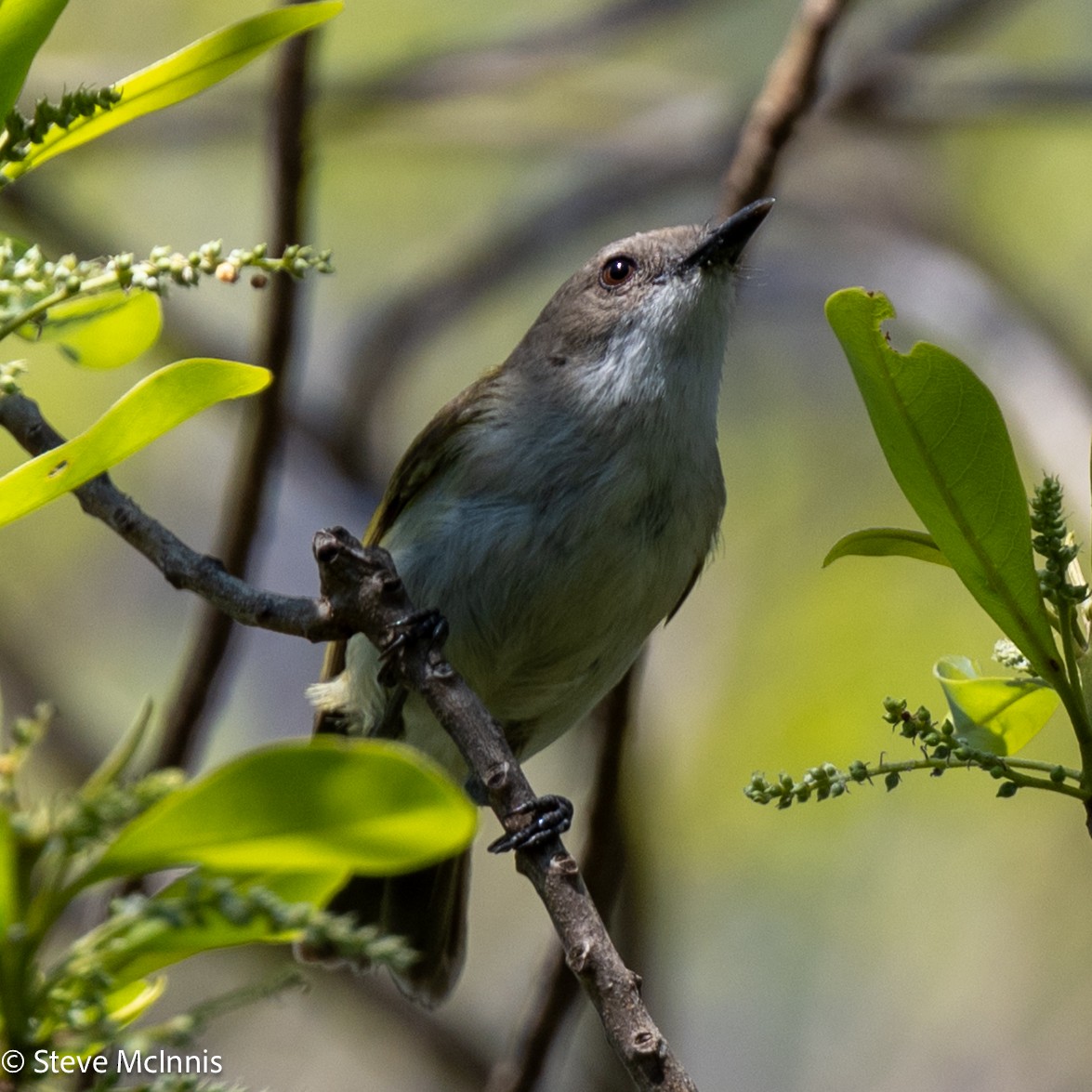 Green-backed Gerygone - ML642118166