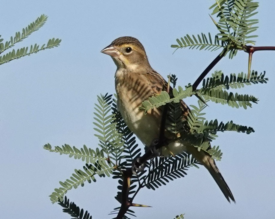 Dickcissel - ML642118168