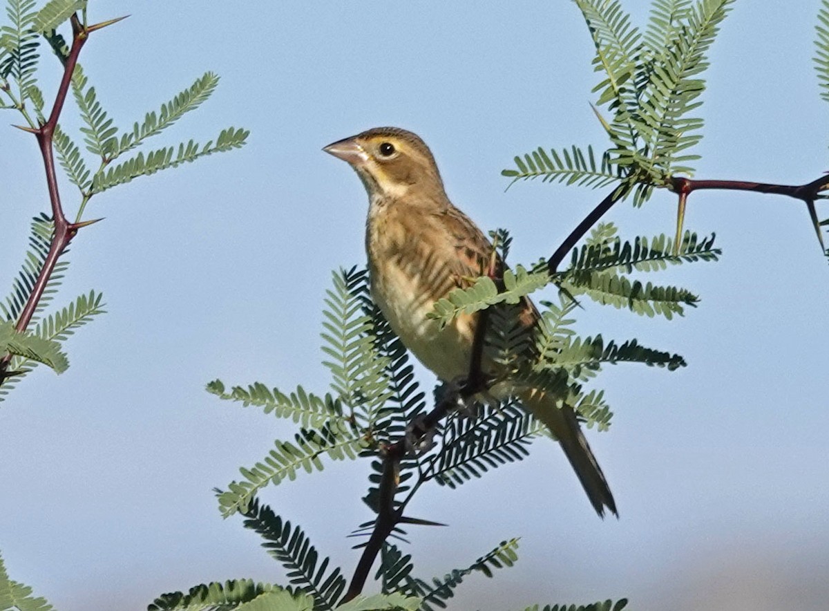 Dickcissel - ML642118169