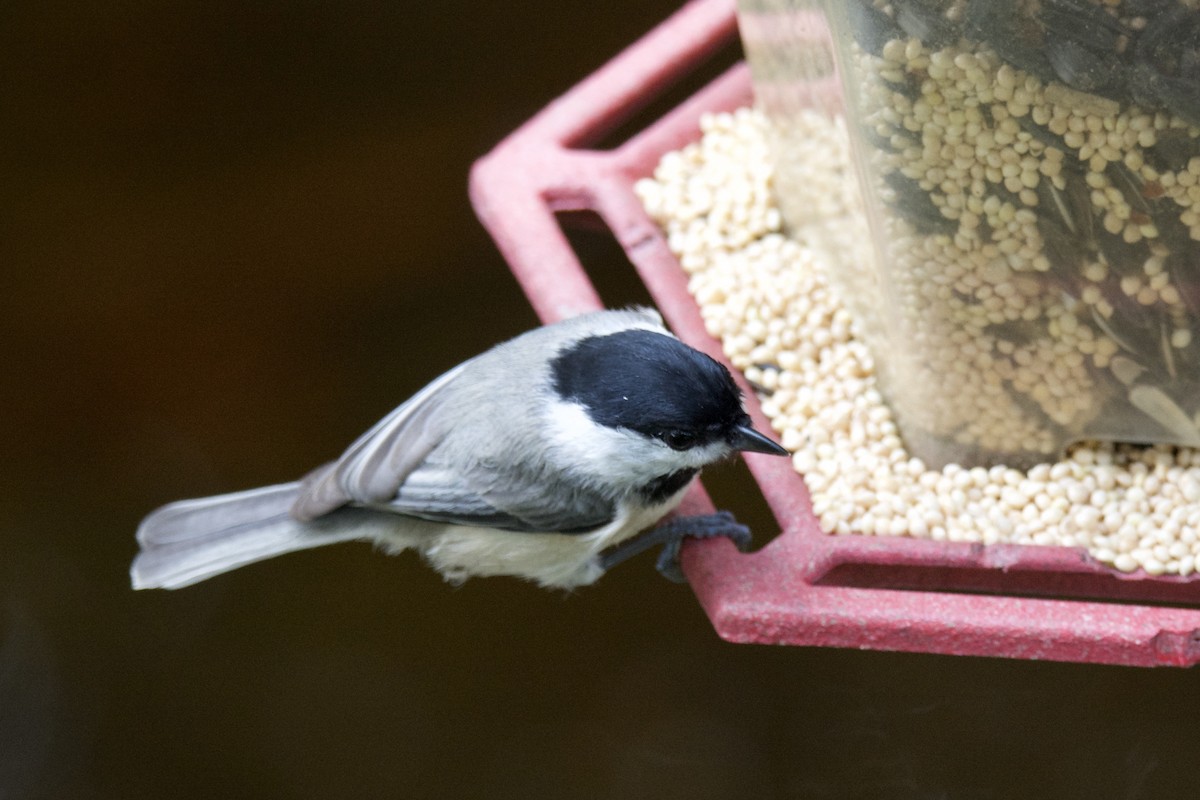 Carolina Chickadee - ML642118171