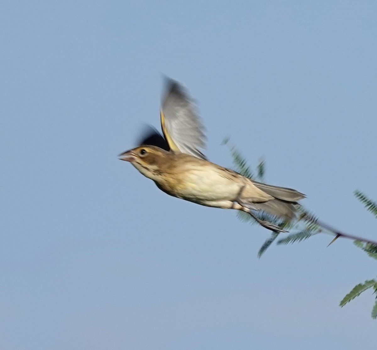 Dickcissel - ML642118174